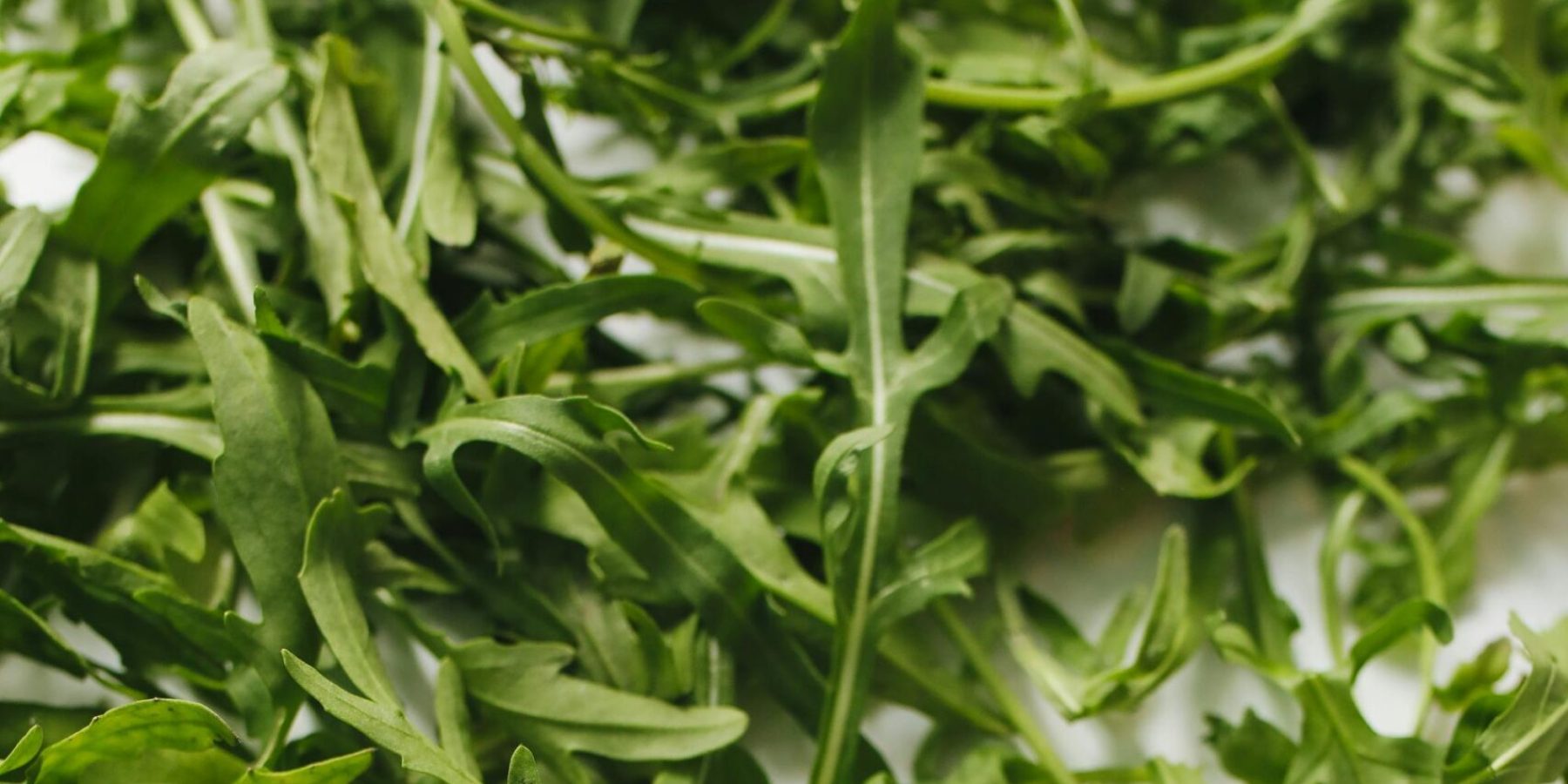 arugula leaves